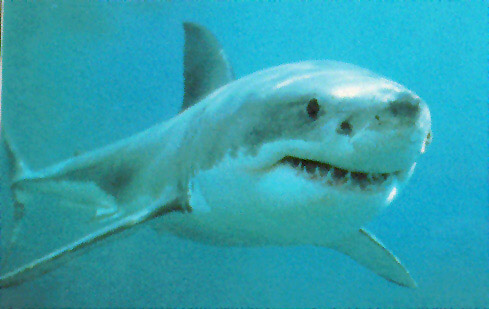 greatwhite3